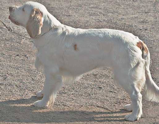 the Clumber Spaniel is a hard-working breed
