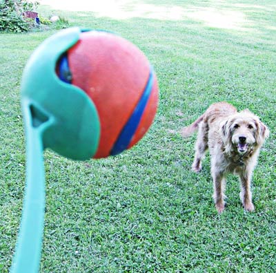 an automatic dog ball launcher is a good idea