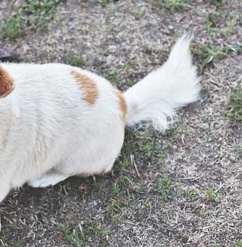 a dog may be scooting on the floor for many reasons