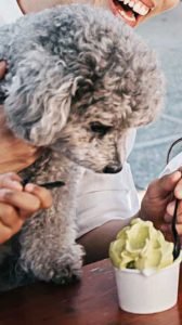 dogs love to eat ice cream