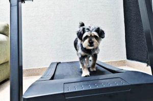 dog on a treadmill