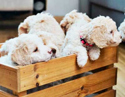 Lagotto Romagnolo puppies