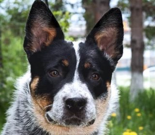 Blue Heeler Rat Terrier Mix - A Good Dog? - FunDogFitness.com