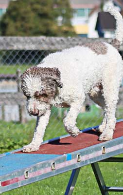 Lagotto puppies are easy to train