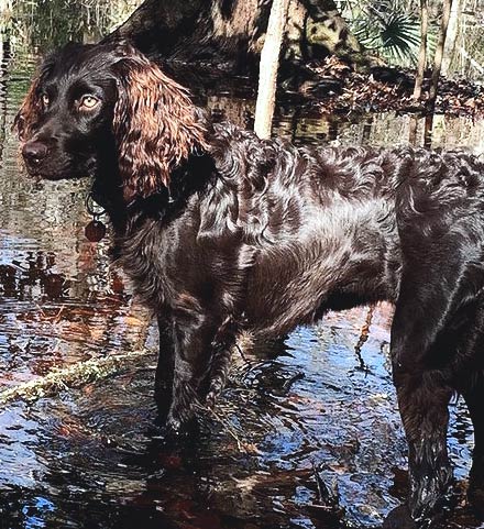 Boykin Spaniel do shed a lot