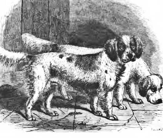 history of this spaniel