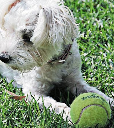 a dog loves self-moving dog toys