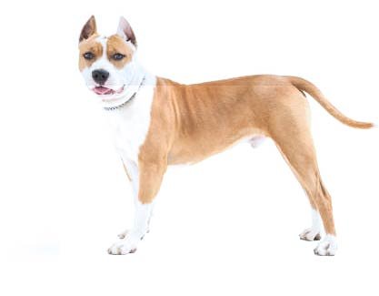mixed pitbull terrier breed dog