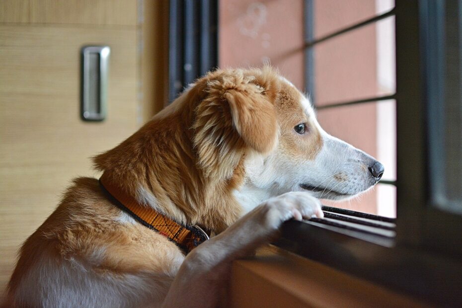 Boarding a Dog