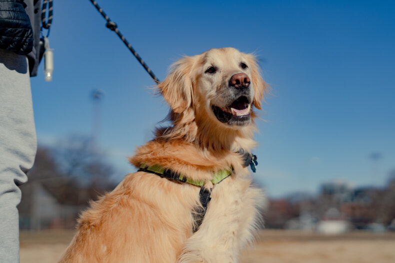 Impact of Dog Boarding on Canine Behavior